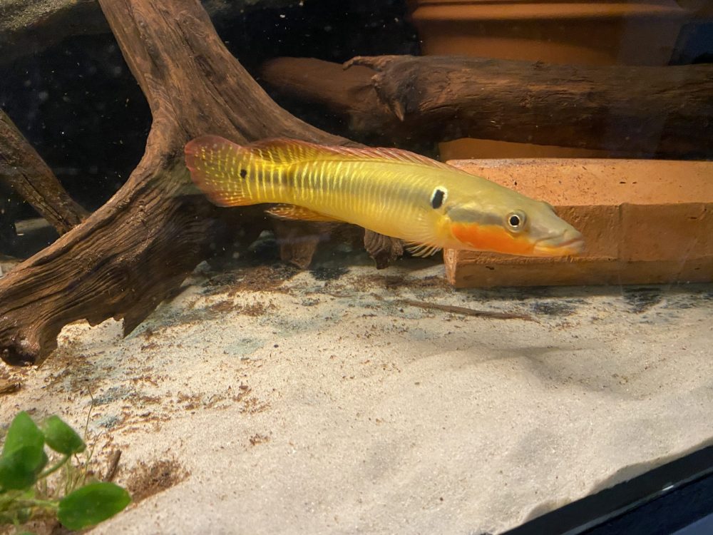 Crenicichla zebrina Südamerika Dreams