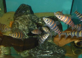 Synaptolaemus latofasciatus