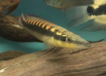 Crenicichla acutirostris