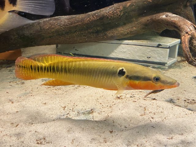 Crenicichla zebrina
