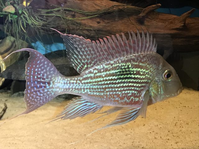 Geophagus sveni ‚Rio Parana‘