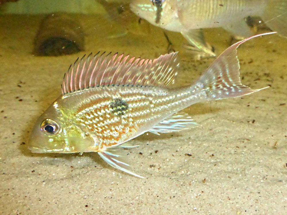 Geophagus sveni ‚Rio Parana‘ | Südamerika Dreams