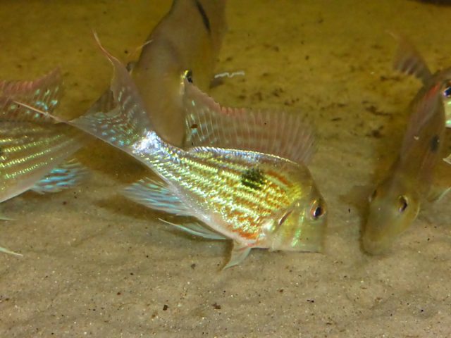 Geophagus sveni ‚Rio Parana‘ | Südamerika Dreams