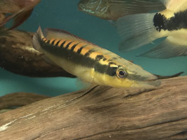 Crenicichla acutirostris