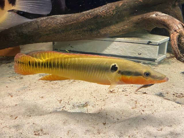 Crenicichla zebrina