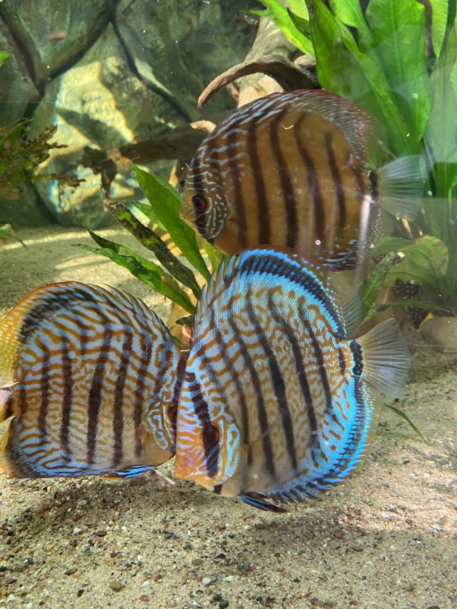 Symphysodon aequifasciatus