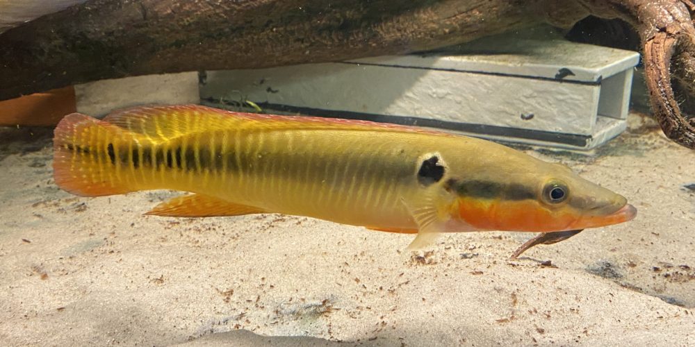 Crenicichla zebrina