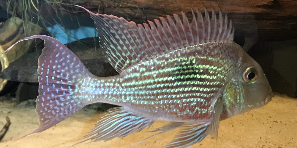 Geophagus sveni ‚Rio Parana‘