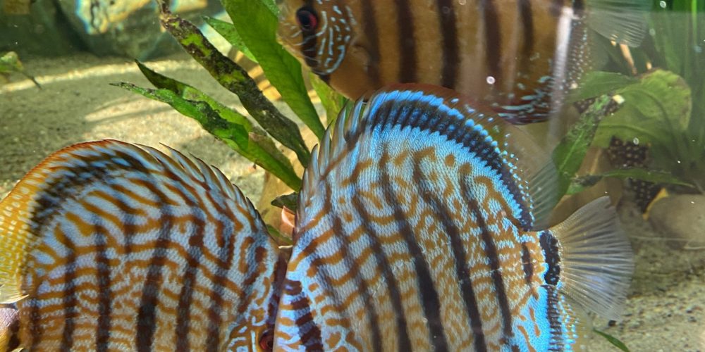 Symphysodon aequifasciatus