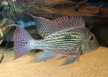 Geophagus sveni ‚Rio Parana‘