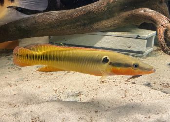 Crenicichla zebrina