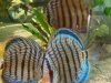 Symphysodon aequifasciatus